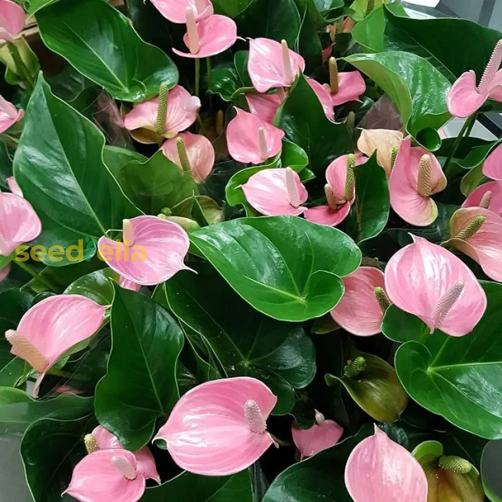 Pale Pink Anthurium Andraeanu Seeds For Planting - Vibrant Blooms Your Garden Flower