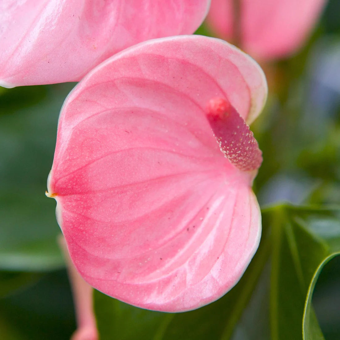 Pale Pink Anthurium Flower Seeds for Planting