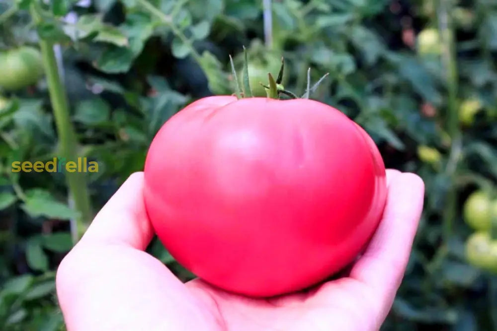 Pale Pink Big Huge Tomato Seeds For Planting Vegetable Seeds