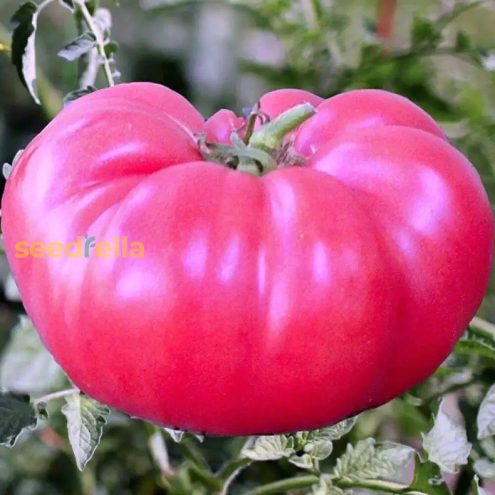 Pale Pink Big Huge Tomato Seeds For Planting Vegetable Seeds