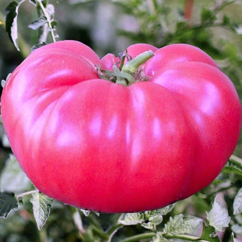 Pale pink tomato seeds for planting