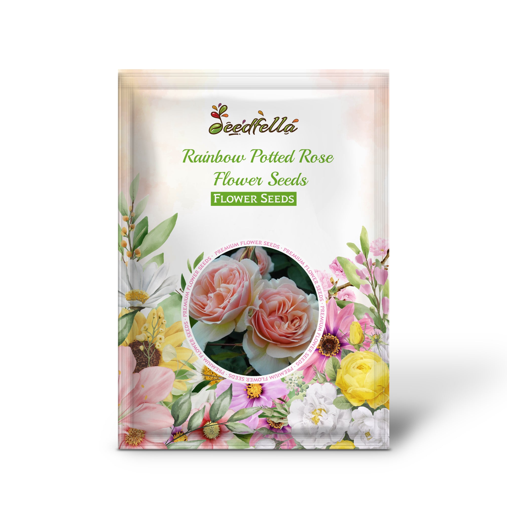 Pale Pink Rainbow Roses Blooming in Pots