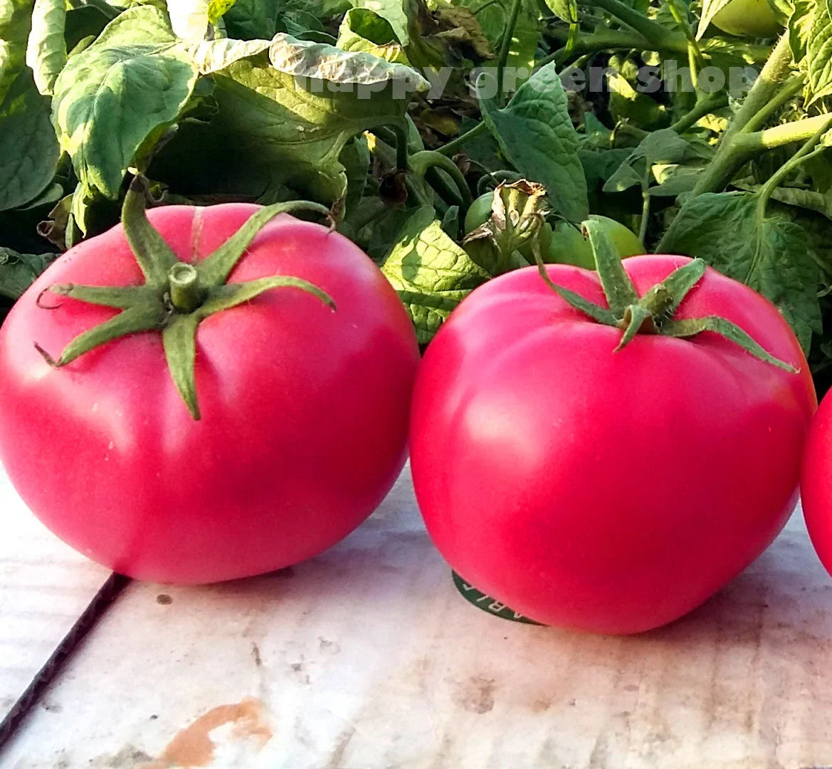 Planting guide for pale pink tomato seeds