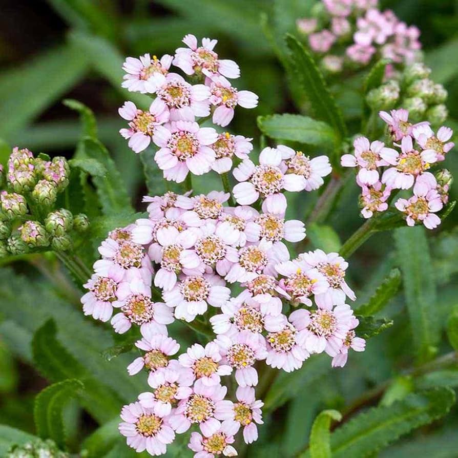 Pale pink yarrow flower seeds