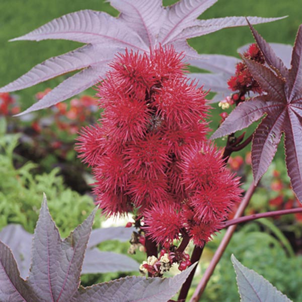 Palma Christi Seeds Germinating in Potting Soil