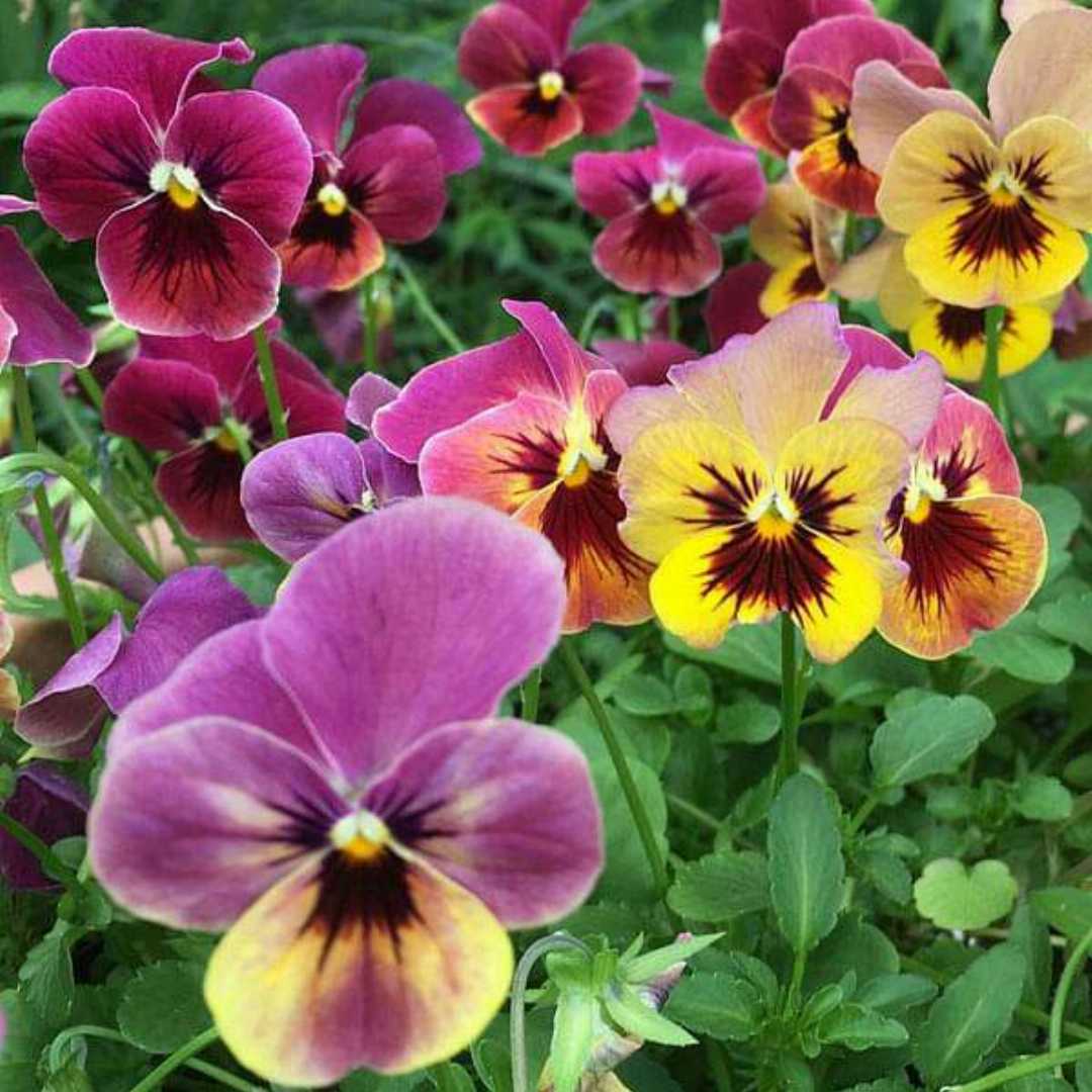Mixed Color Pansy Flower seeds for Planting - Cottage Garden Essential, Heirloom & GMO Free Seeds for Home Garden
 
 Sale for planting in home garden