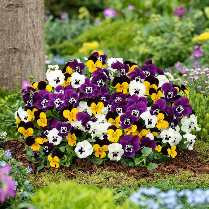 Pansy Flower Seeds For Planting - Mixed Colors Vibrant Gardens