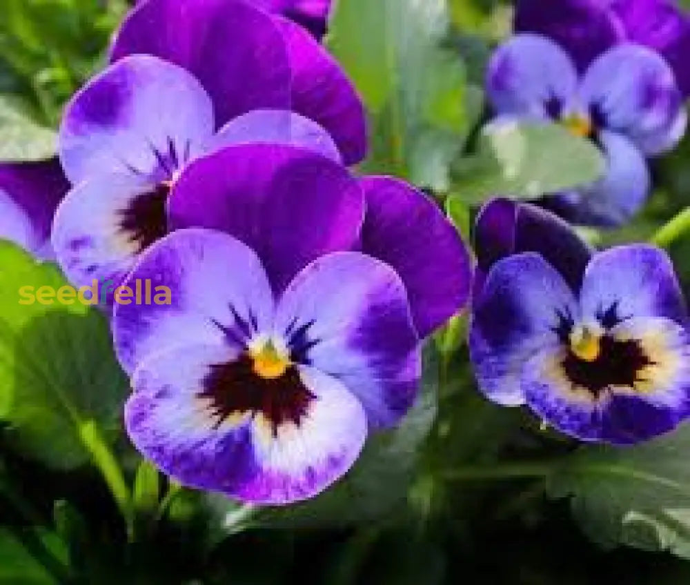 Pansy Purple Flower Seeds For Planting - Stunning Blooms