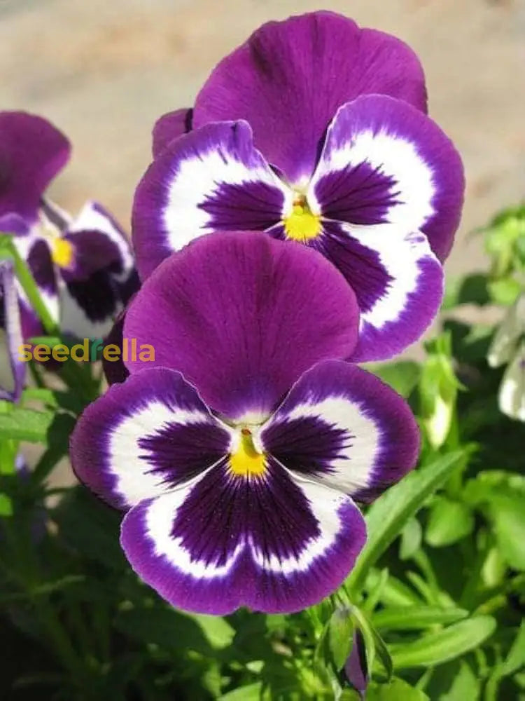 Pansy Purple Flower Seeds For Planting - Stunning Blooms