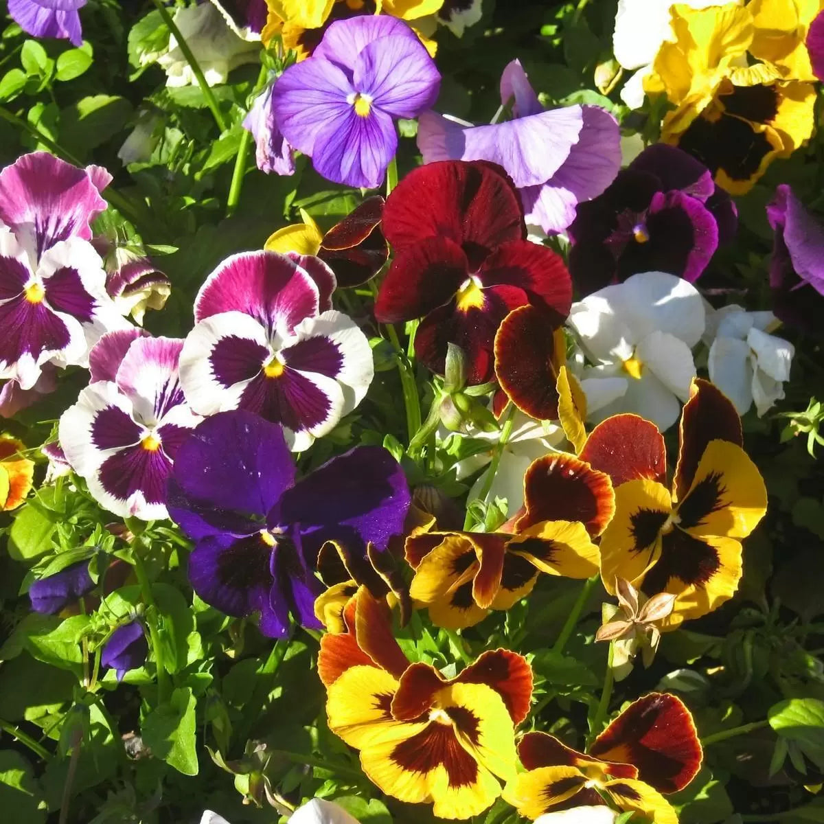 Pansy Flower Seeds For Planting - Mixed Colors Vibrant Gardens