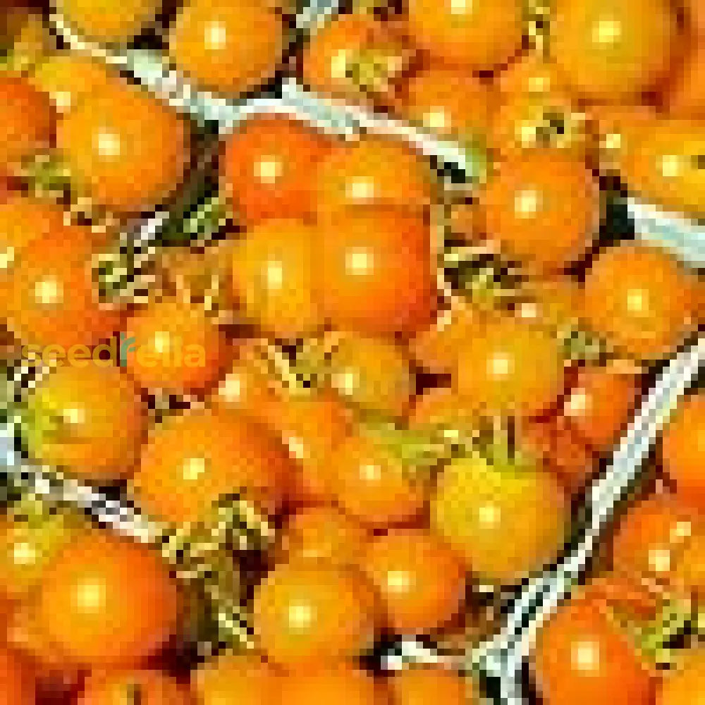 Papadennis Sweet Tomato Planting Seeds For Rich Flavor Vegetable Seeds