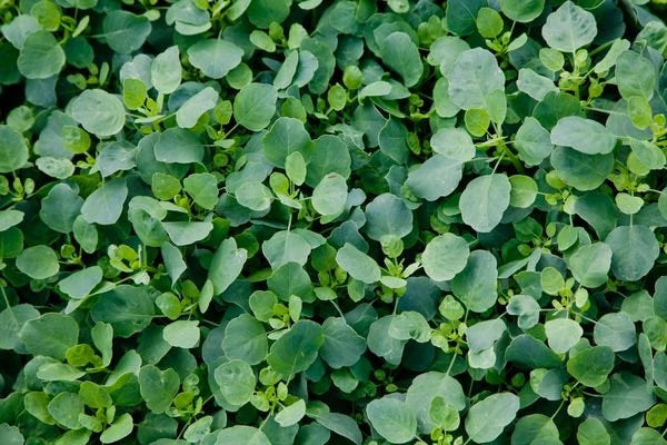 Germination and planting guide for Papalo seeds