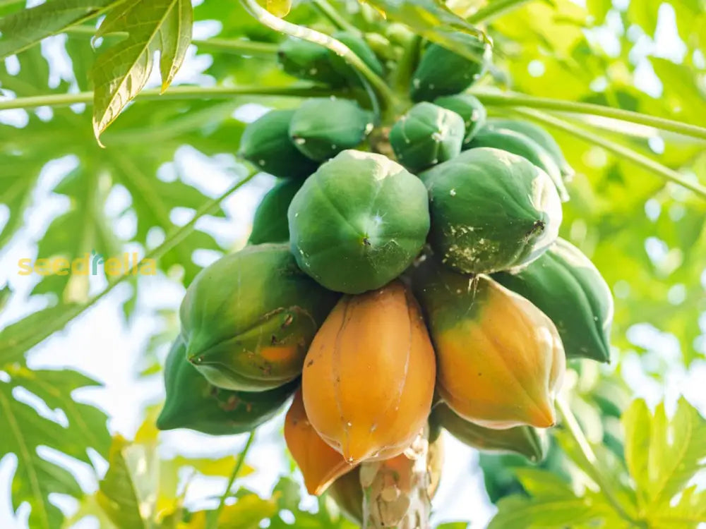 Young Papaya Seedlings Growing Indoors