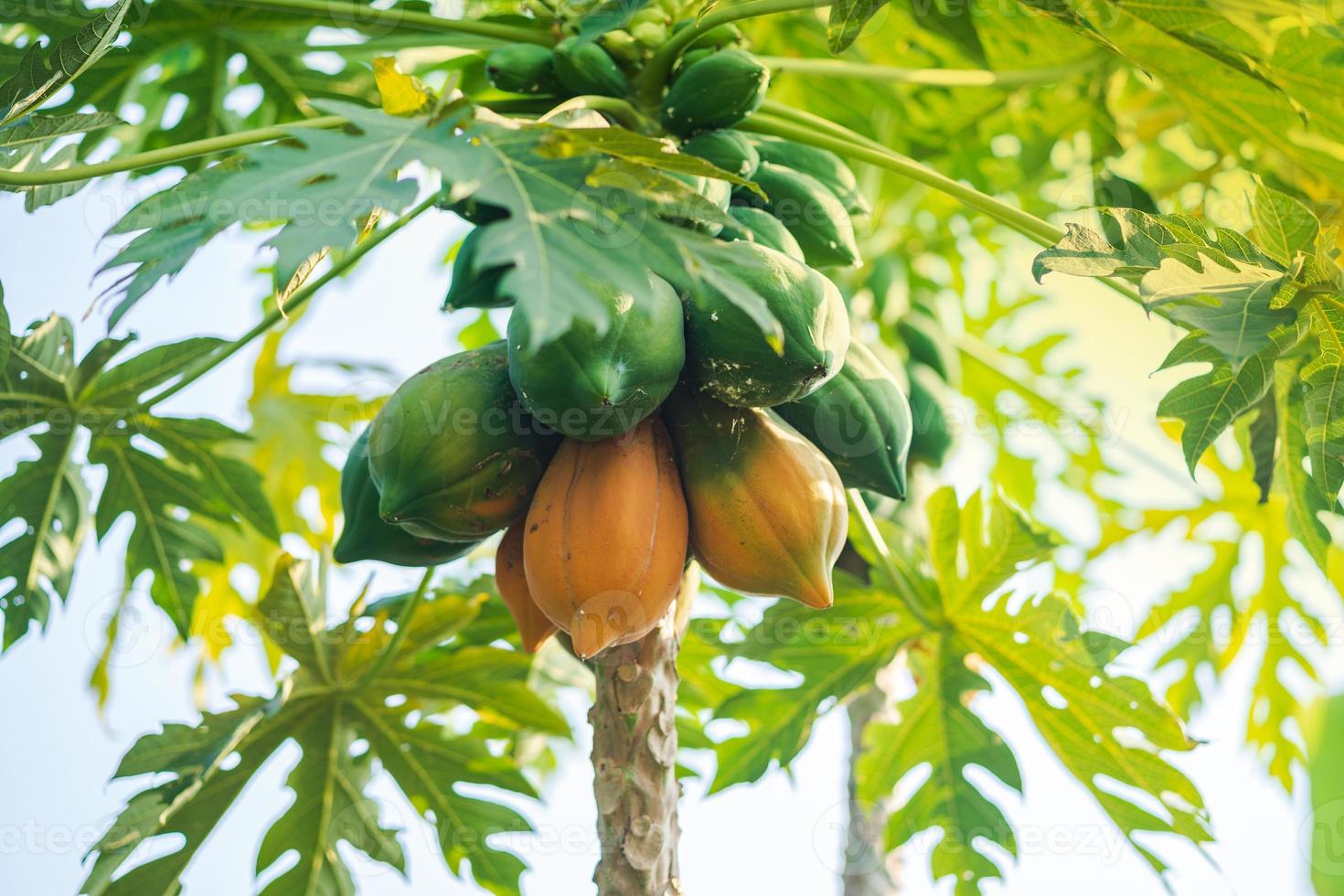 Papaya plant growing in large pot on sunny patio