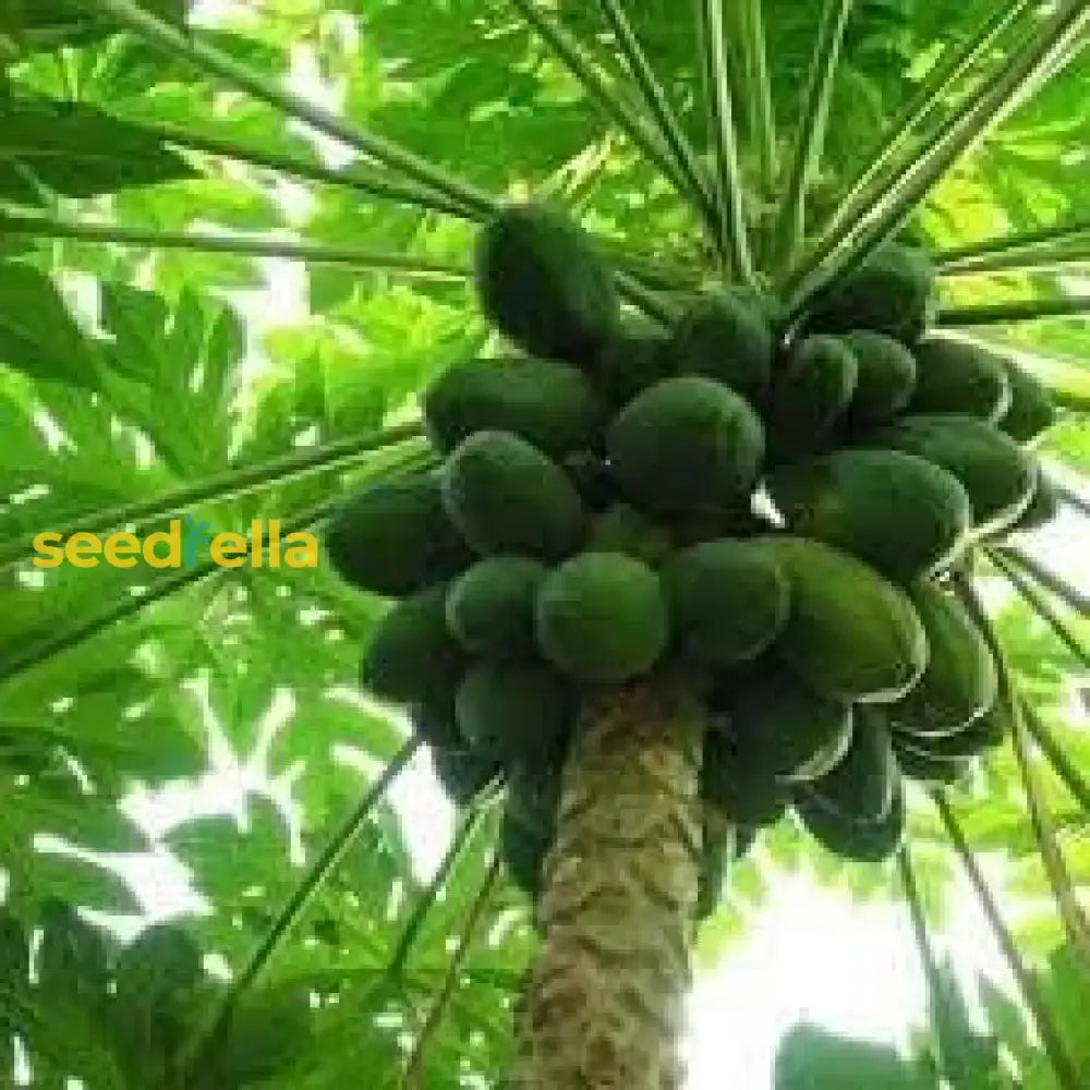 Papaya Seeds For Planting - Grow Delicious Tropical Fruits At Home Fruit