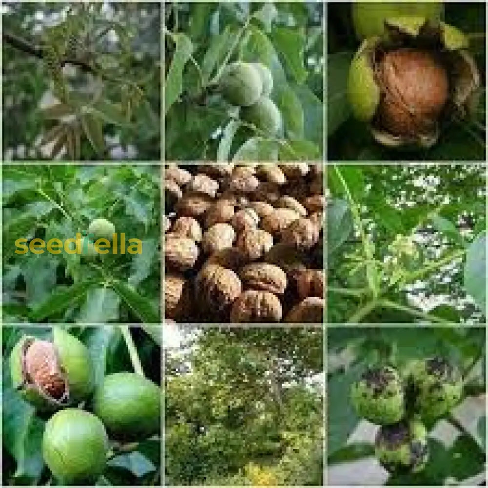 Paradox Walnut Tree Seeds For Planting | Nut & Timber Hybrid Fruit