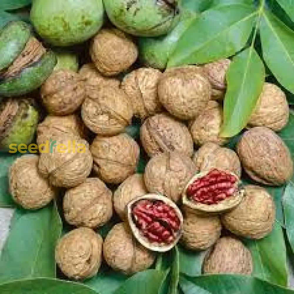 Paradox Walnut Tree Seeds For Planting | Nut & Timber Hybrid Fruit