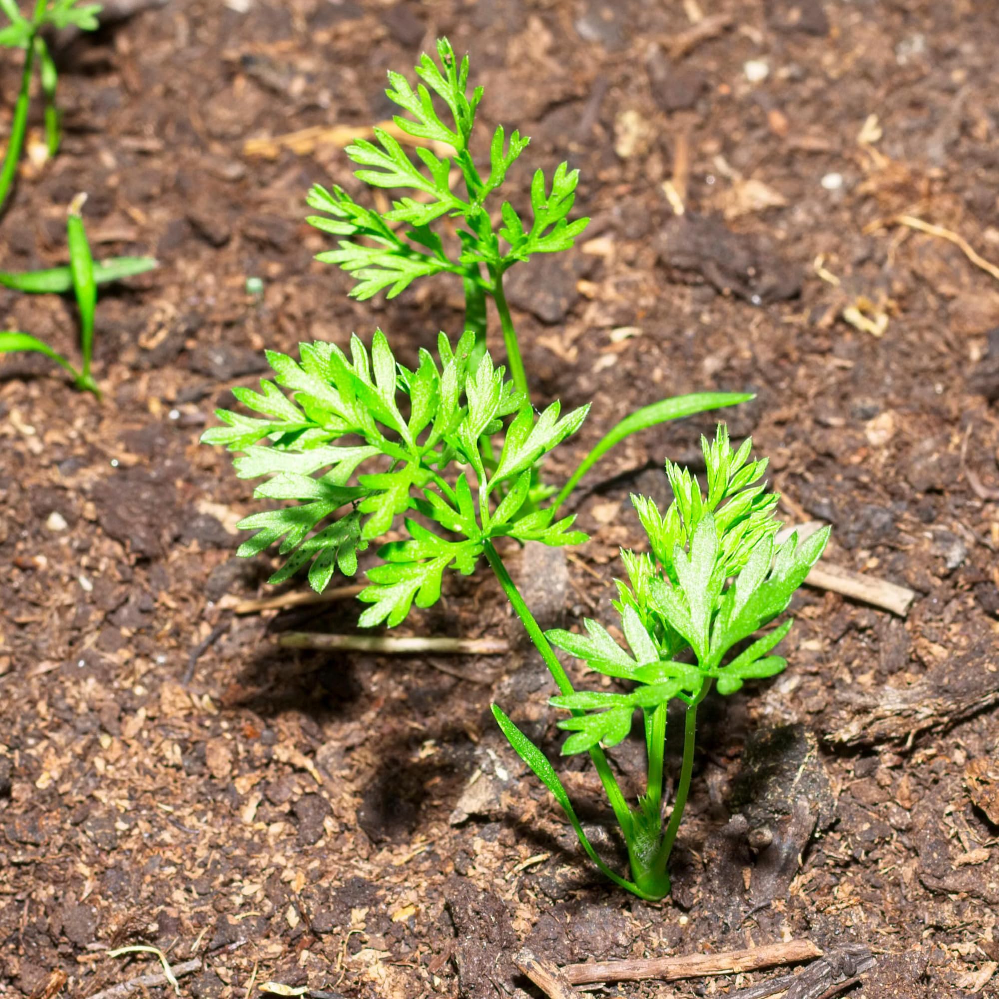 Paris Carrot seedlings sprouting from Non GMO Daucus carota seeds