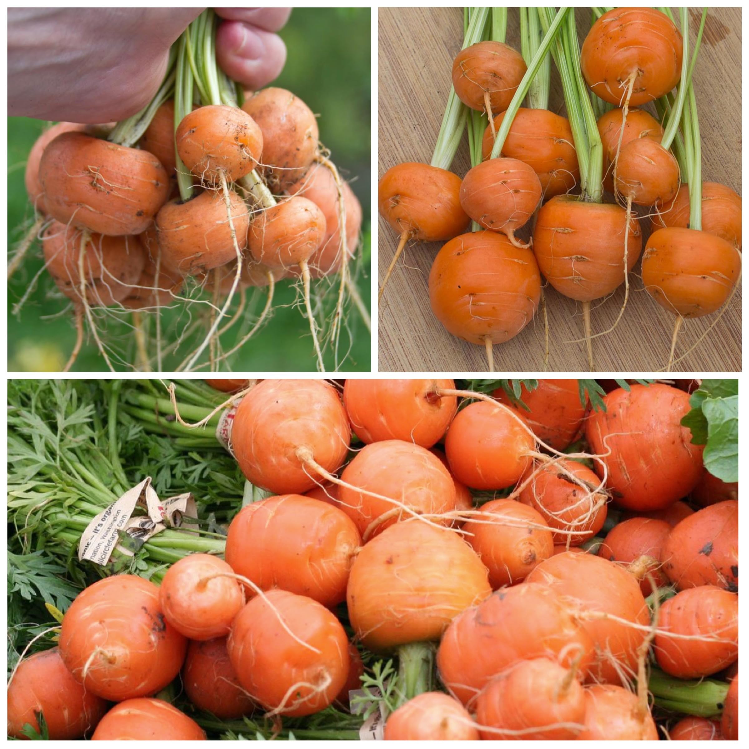 Daucus carota Paris Carrot seeds for planting in urban garden and vegetable patch