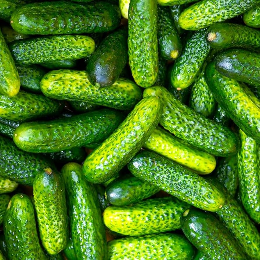 Small crisp cucumbers grown from Parisian Pickle seeds