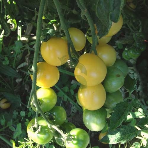 Parrot green tomato seeds for planting in home gardens