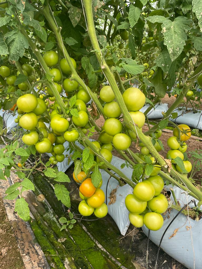 Parrot green tomato vegetable seeds for containers and gardens