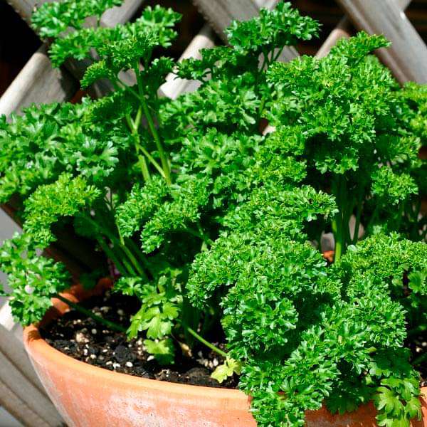 Curly Forest Green Parsley growing in a container