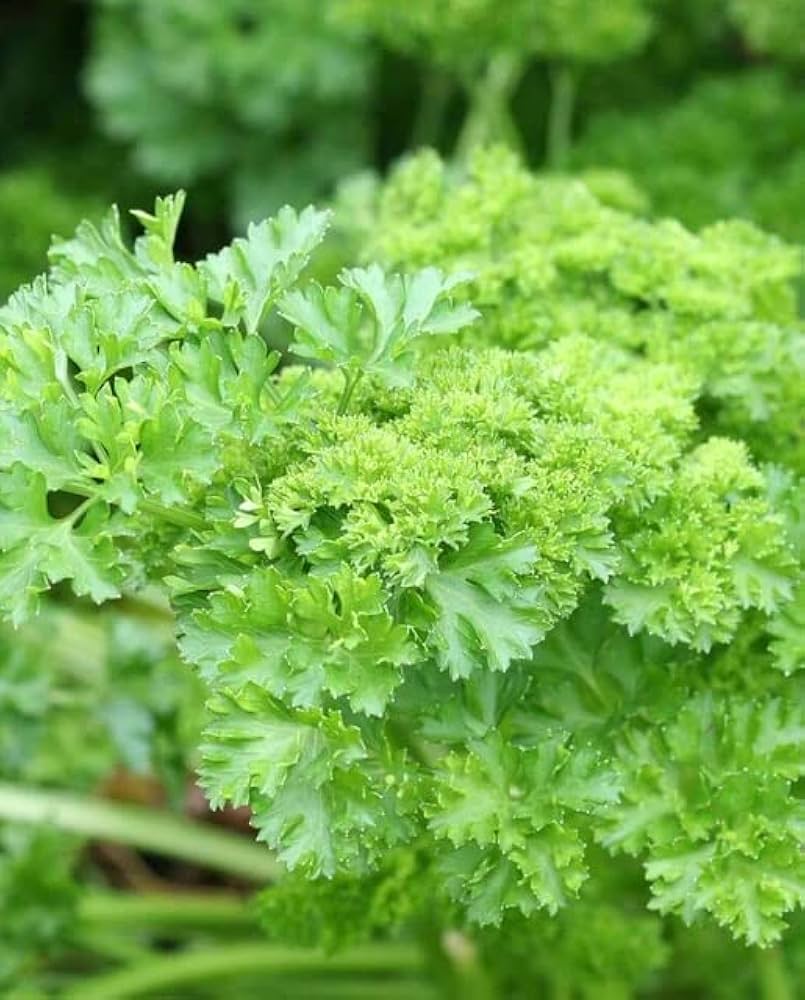 Double Curled Parsley plant in raised garden beds