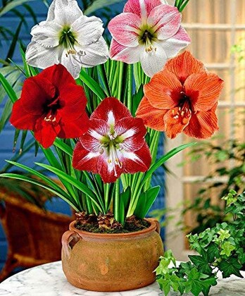 MultiColored (MultiColored Amaryllis) seeds for planting in home garden