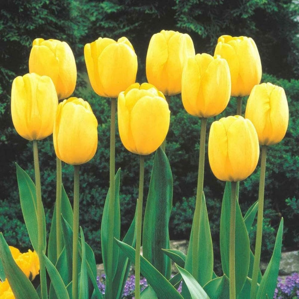 Bright Light Yellow Tulip Flower Seeds For Planting