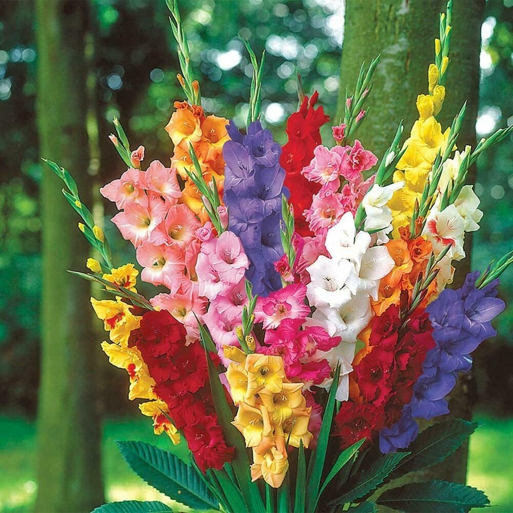 Multi (Multi Gladiolus) seeds for planting in home garden