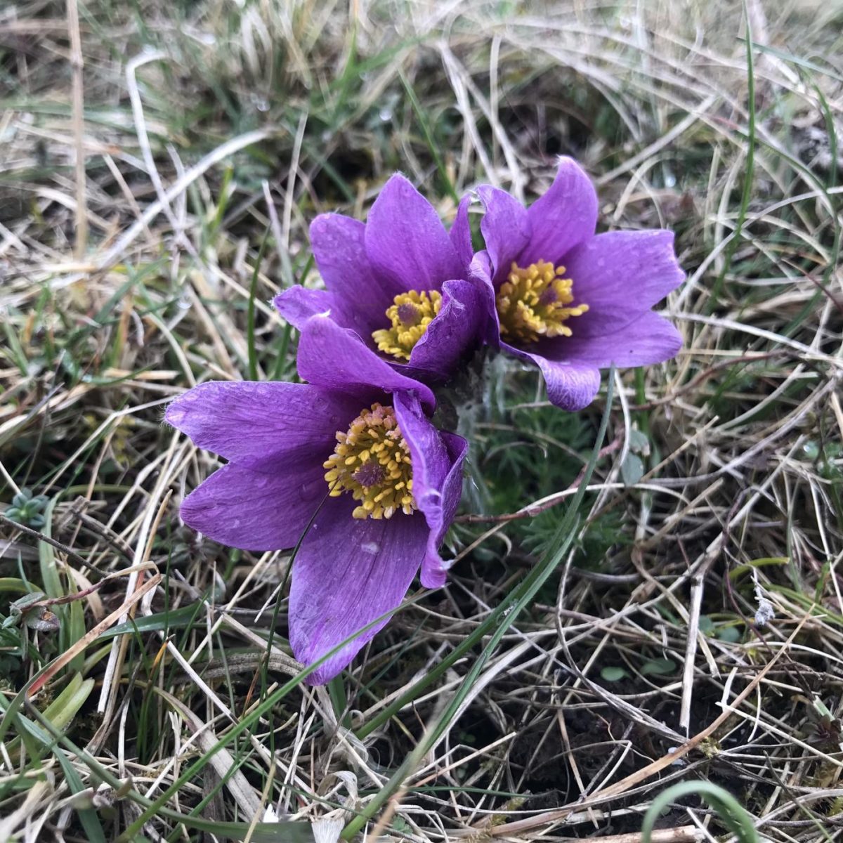 Fern-like foliage of Pulsatilla chinensis grown from seeds