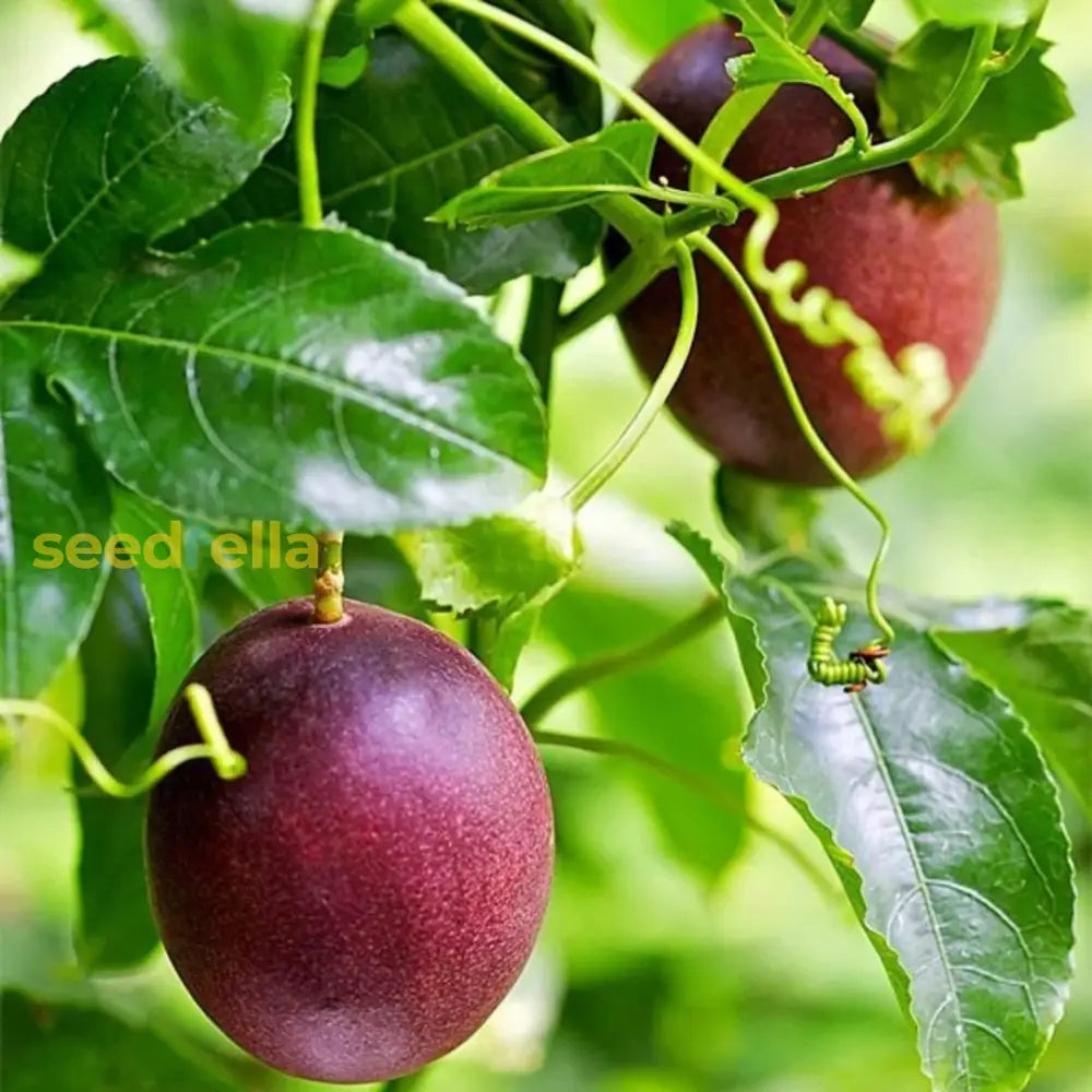 Passiflora Edulis Passion Fruit Seeds For Unique Garden Planting