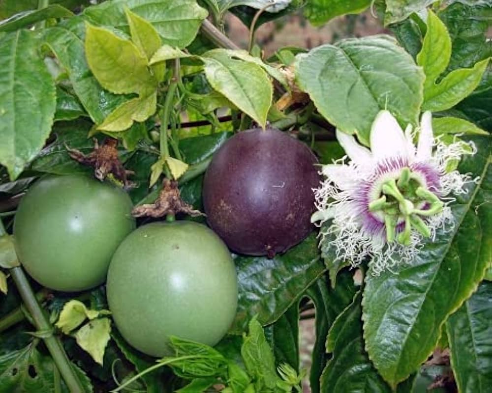 Passiflora edulis passion fruit seeds showing purple and white flowers