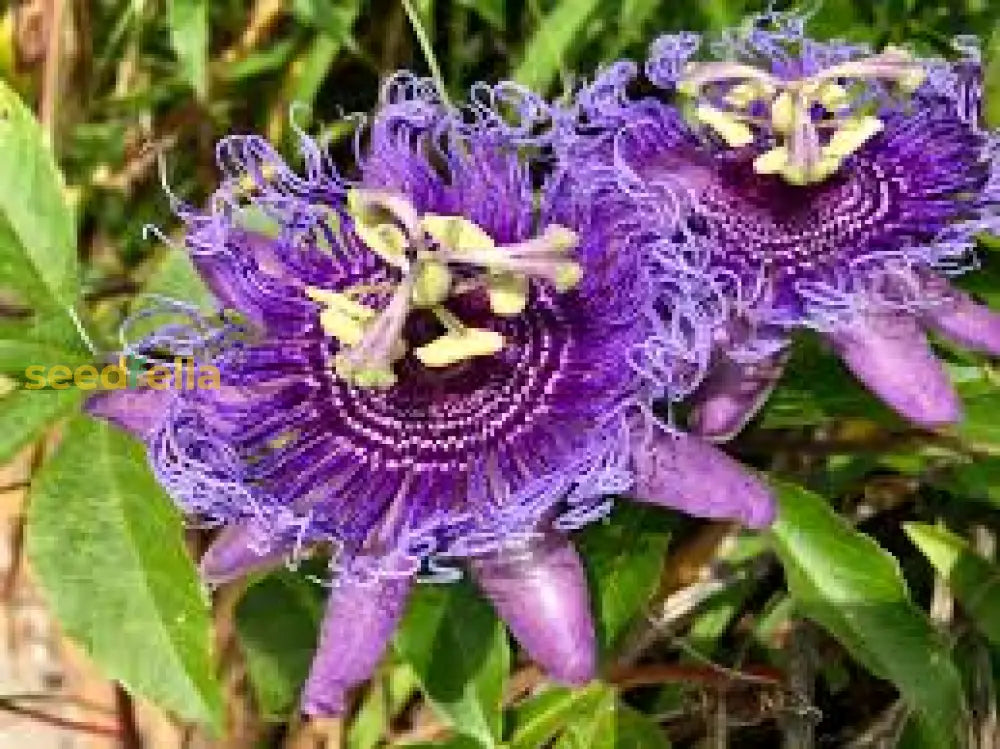 Passiflora Incarnata Flower Seeds - Plant Blue Passion Flowers For Exotic Beauty