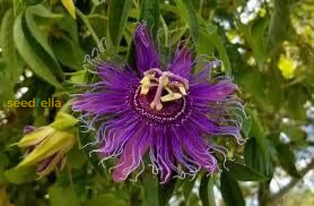 Passiflora Incarnata Flower Seeds - Plant Blue Passion Flowers For Exotic Beauty