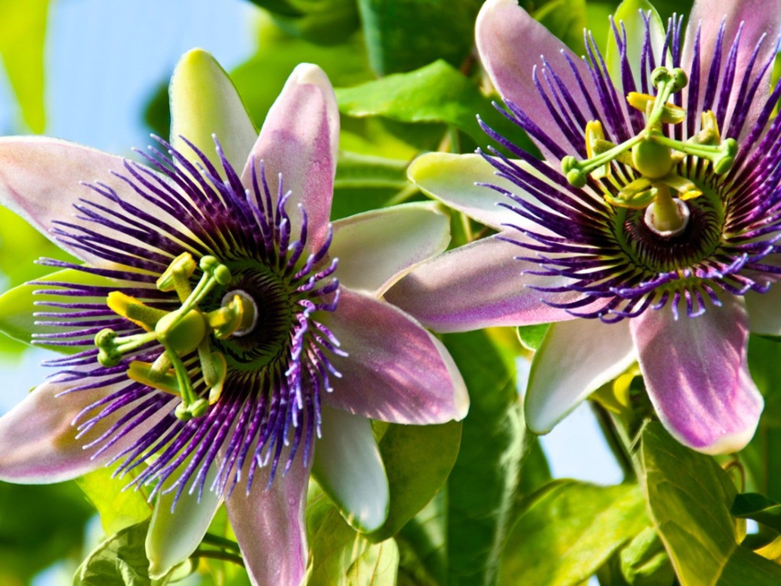 Mixed Color Passion Flowers growing in container