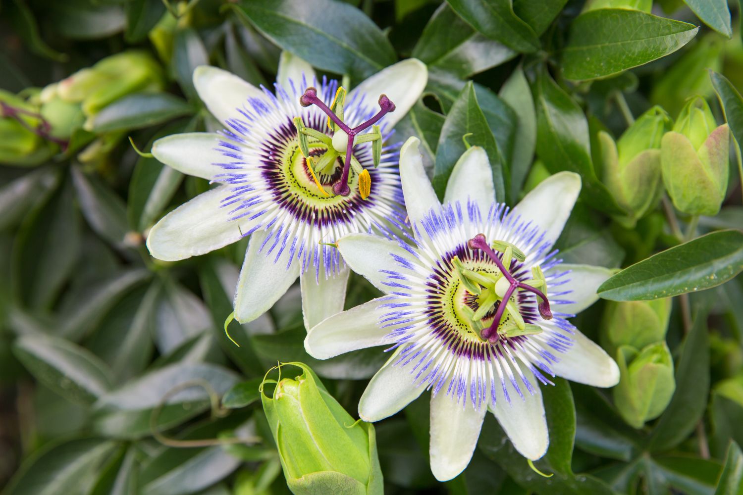 Exotic Passion Flower Seeds For Planting: Create Colorful Environments