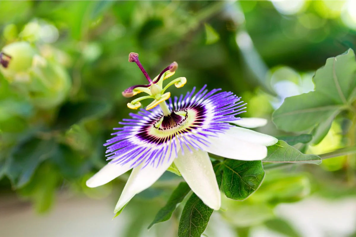 Passion Flower vines climbing a garden trellis
