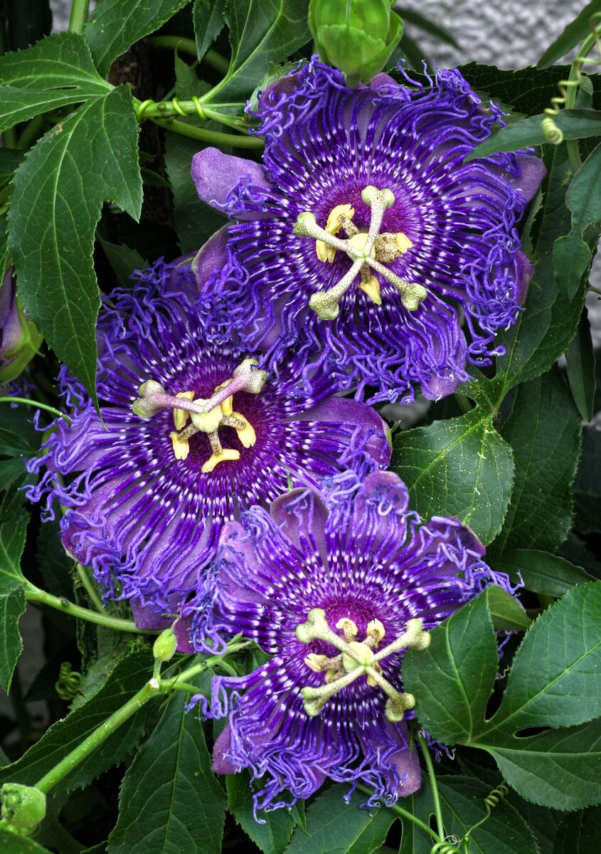 How to Grow Purple Passion Flowers