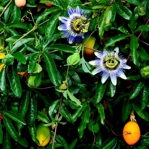 Passion Flower Vine Seeds – Blue Crown Passionfruit Climbing Plant