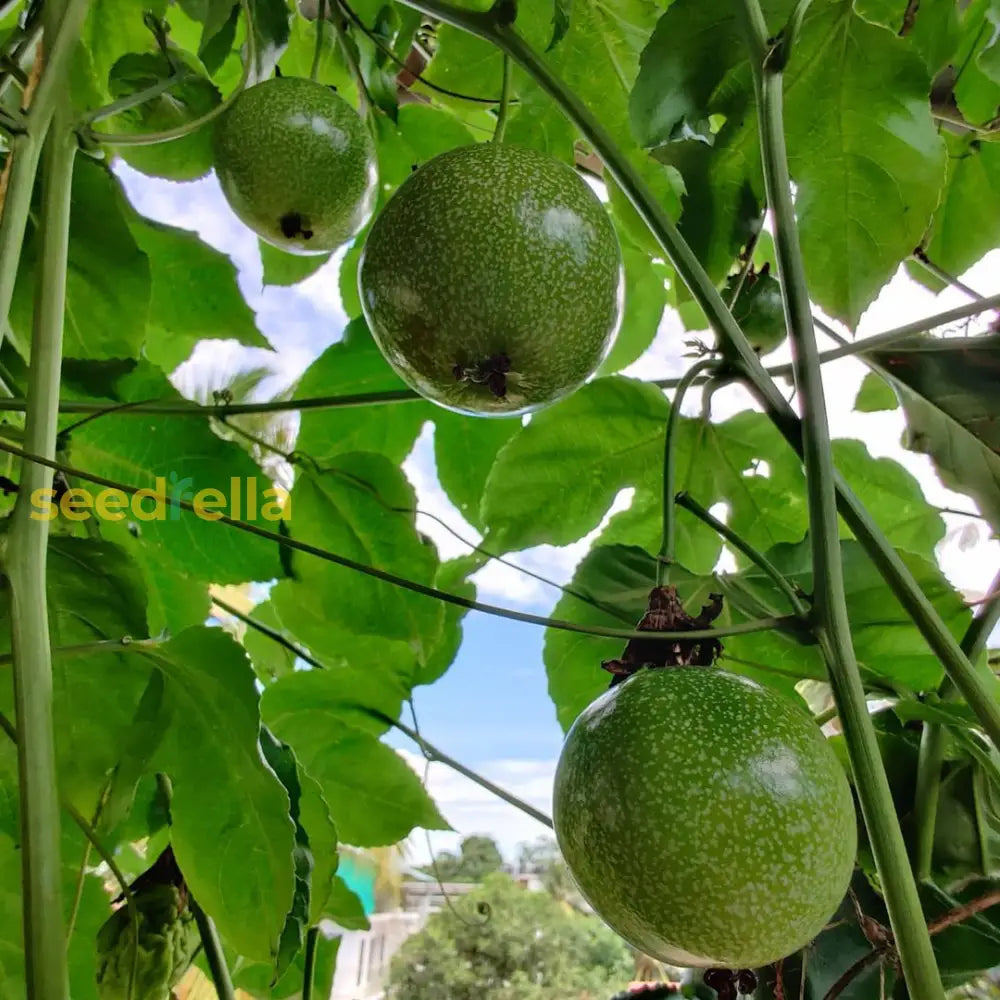 Passion Fruit Seeds For Planting - Cultivate Exotic Green Fruits