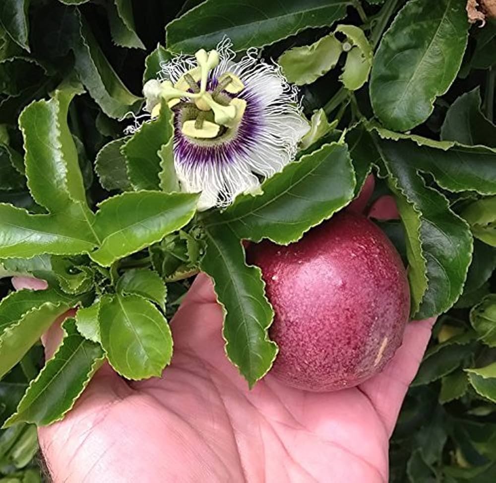 Passion fruit seeds producing sweet yellow and purple tropical fruits