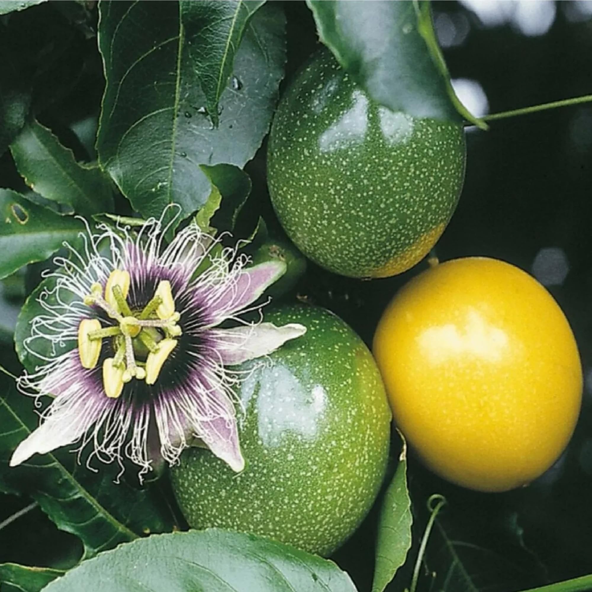 Passion fruit seeds for planting