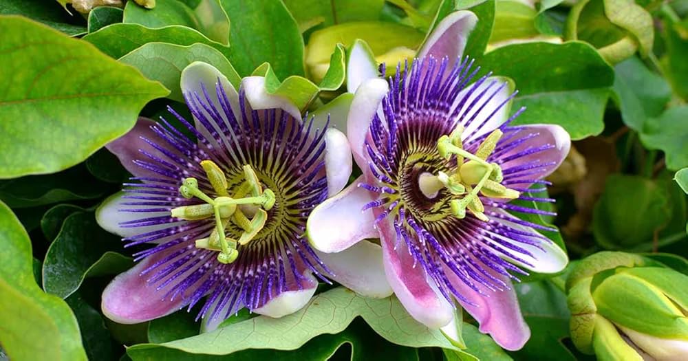 Mixed Color Passion Flowers growing on garden trellis