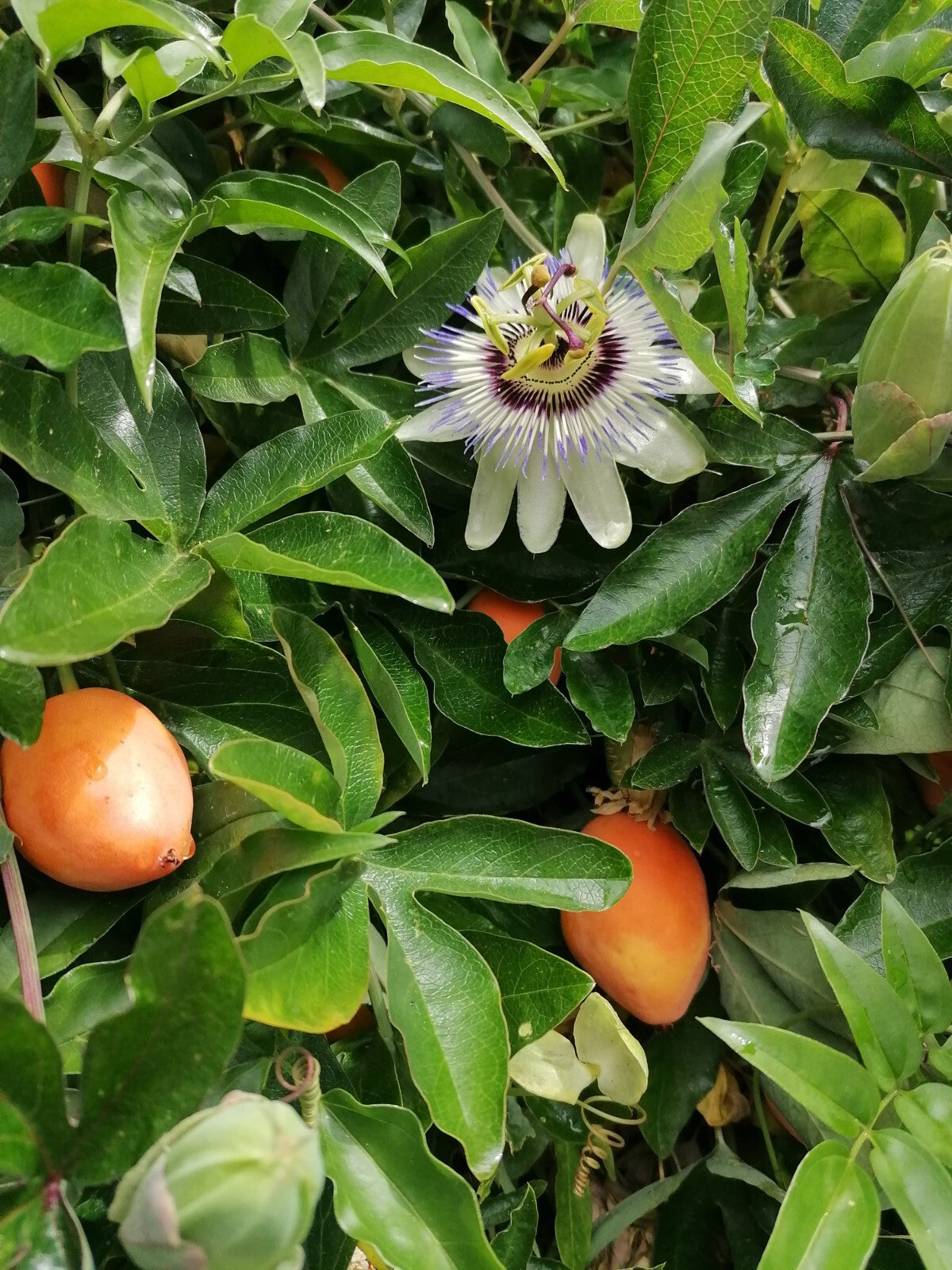 Passionfruit Seeds – Passiflora caerulea Non-GMO Ornamental Vine