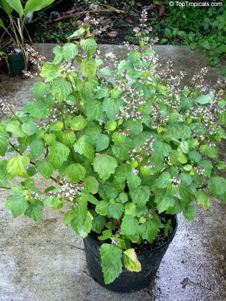 Small Delicate Flowers of Java Indian Patchouli Pogostemon Heyneanus