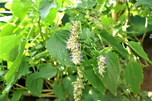 Java Indian Patchouli Seeds Pogostemon Heyneanus Fragrant Herb Shrub