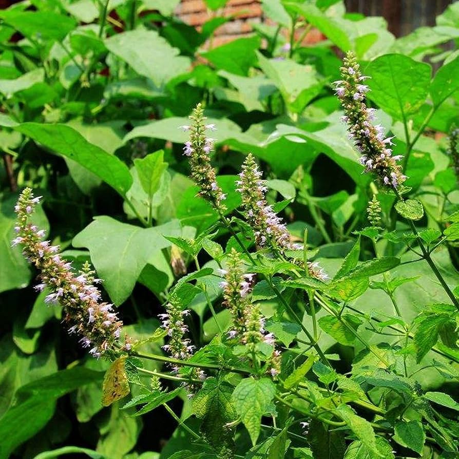 Young Patchouli Seedlings Growing Indoors