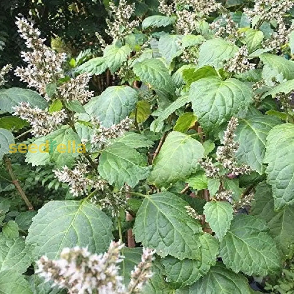 Patchouli Seeds (Pogostemon Cablin) Best Selling